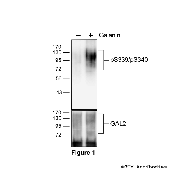 Agonist-induced Serine339/Serine340 phosphorylation of GAL2 Receptor