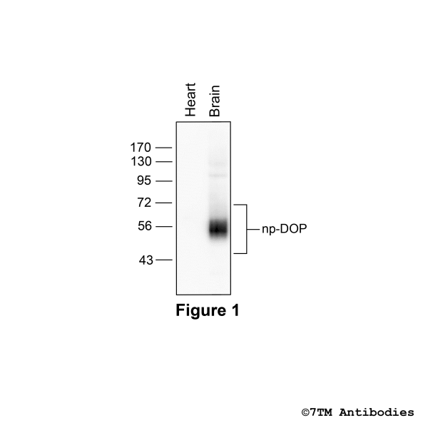 Validation of the δ-Opioid Receptor in transfected HEK293 cells