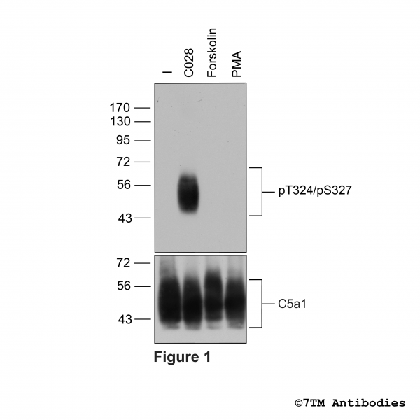 Agonist-induced Threonine324/Serine327 phosphorylation of the Complement C5a Receptor 1.