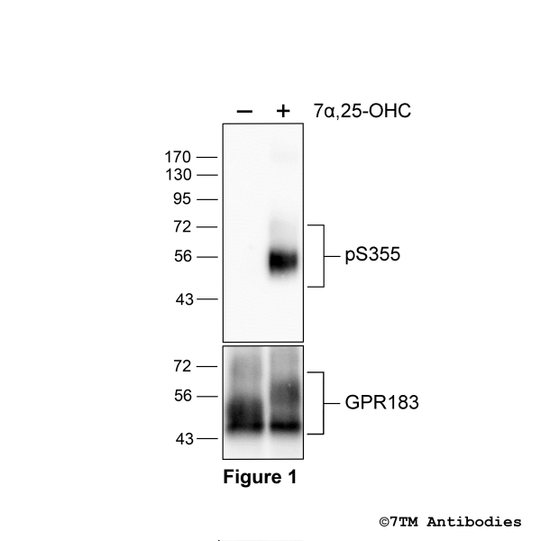 Agonist-induced Serine355 phosphorylation of GPR183