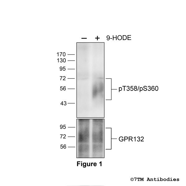 Agonist-induced Threonine358/Serine360 phosphorylation of GPR132