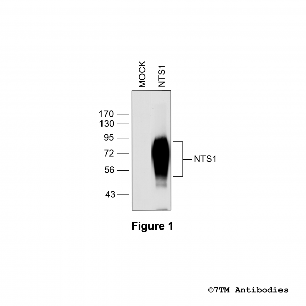 Validation of the Neurotensin Receptor 1 in transfected HEK293 cells