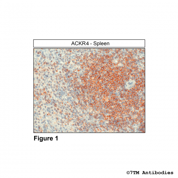 Immunohistochemical identification of Atypical Chemokine Receptor 4 in human spleen.
