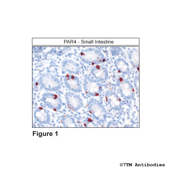 Immunohistochemical identification of Proteinase-Activated Receptor 4 in Small Intestine