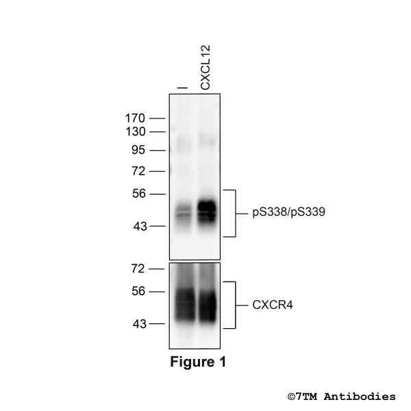 Agonist-induced Serine338/Serine339 phosphorylation of the CXC Chemokine Receptor 4