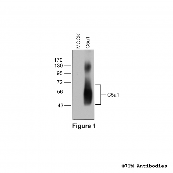 Validation of the Complement C5a Receptor 1 in transfected HEK293 cells.