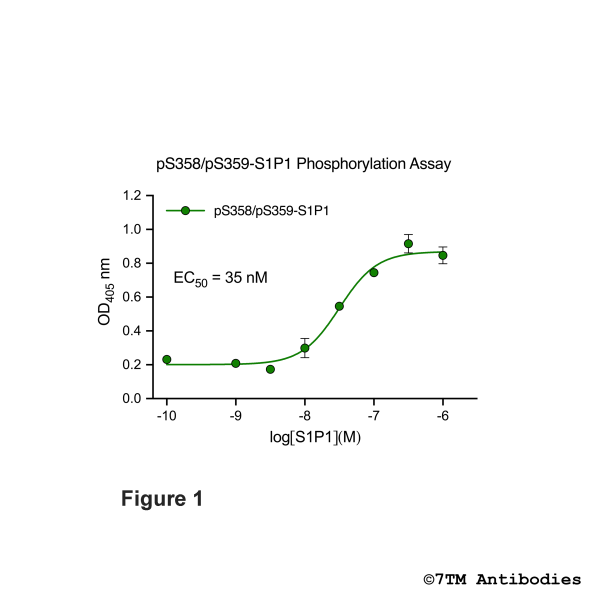 pS358/pS359-S1P1 Phosphorylation Assay Kit