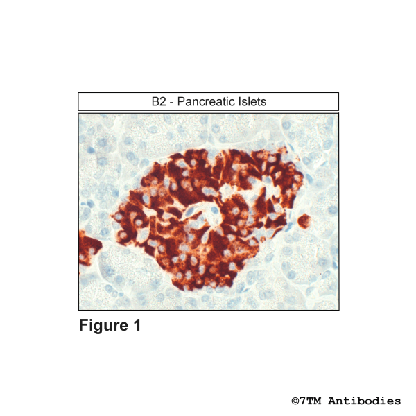 Immunohistochemical identification of Bradykinin Receptor 2 in pancreatic islets
